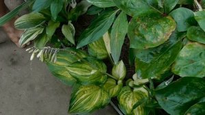 Идем в гости в сад коллекционера. Хосты, колеусы и др.