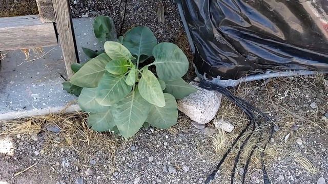 Attack of the Flying Ants and WHAT is this Plant? смотреть онлайн