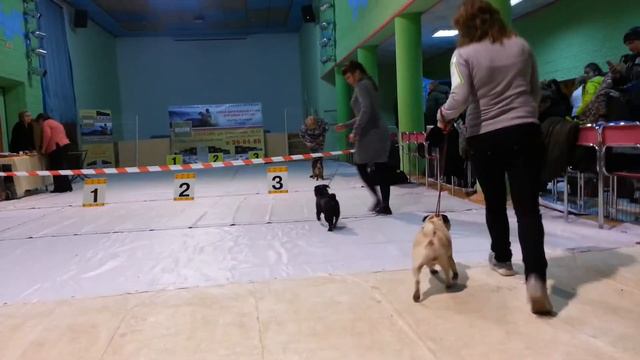 выставка Янтарная осень. Мопсы 1 смотреть онлайн