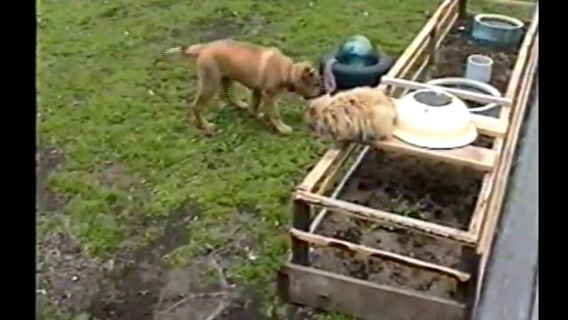 лир король.mp4