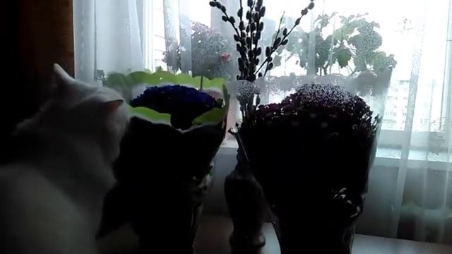 8 марта!!! Kaufland/ ZOLUŞCA покупки!!! смотреть онлайн