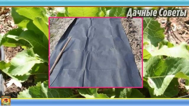 Как ИЗБАВИТЬСЯ от ХРЕНА на дачном участке НАВСЕГДА Советы бывалых САДОВОДОВ и ОГОРОДНИКОВ смотреть онлайн