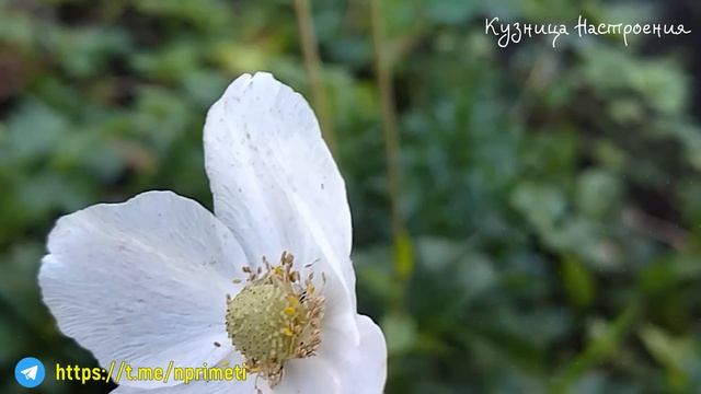 12 августа Силин День. Что нельзя делать 12 августа. Народные традиции и приметы. смотреть онлайн