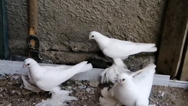 #Pigeons #Tauben. Армавирские голуби! (в гостях)