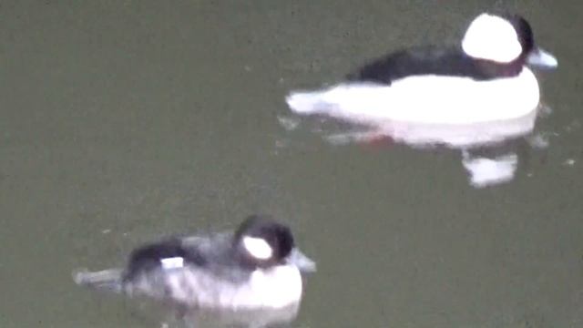 Виды диких уток. Что это за утка? What kind of Duck is that? смотреть онлайн