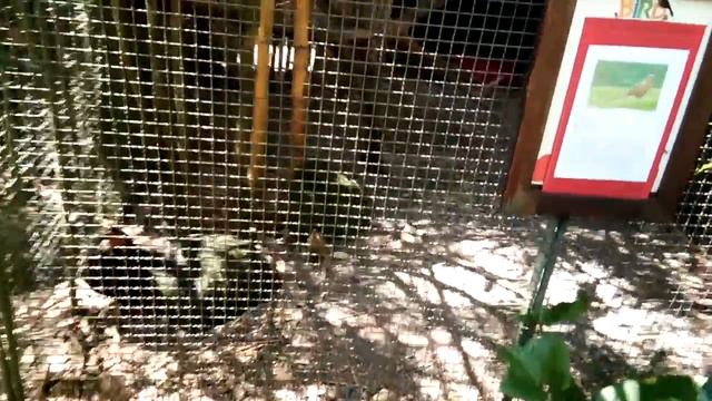 Phuket Bird Park | LEARN UNIVERSITY смотреть онлайн