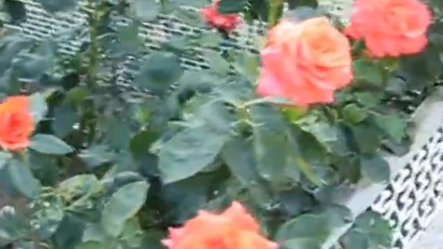Привет родне от Валерия Смердова смотреть онлайн