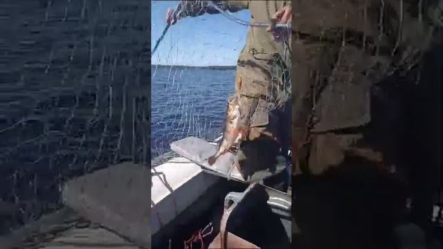 Рыбалка в Карелии 2023 смотреть онлайн