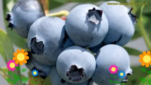 Голубика высокорослая Ханна Чойс. Краткий обзор, описание характеристик Vaccinium Hannah's Choice