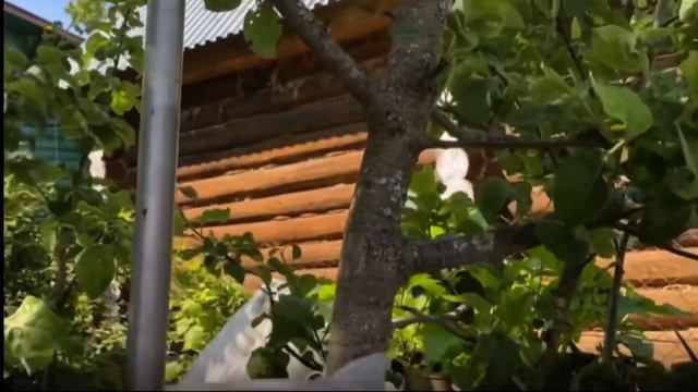 Обзор моего участка на даче💗