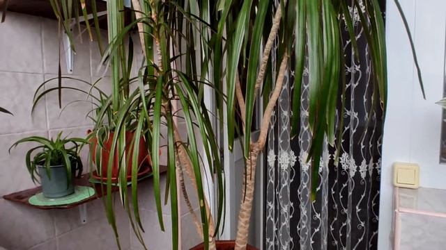 РАЗМНОЖЕНИЕ ДРАЦЕНЫ | КАК И КОГДА | ПРИМЕНЕНИЕ ЦИТОКИНИНОВОЙ ПАСТЫ. смотреть онлайн