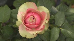 питахайя, вредная роза в моей коллекции, питомник роз  полины козловой, rozarium.biz