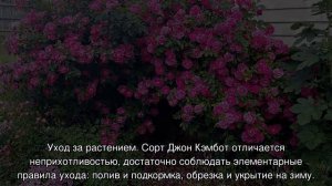 Роза Джон Кэбот (John Cabot)