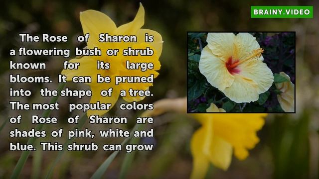 What Is the Meaning of Rose of Sharon? смотреть онлайн