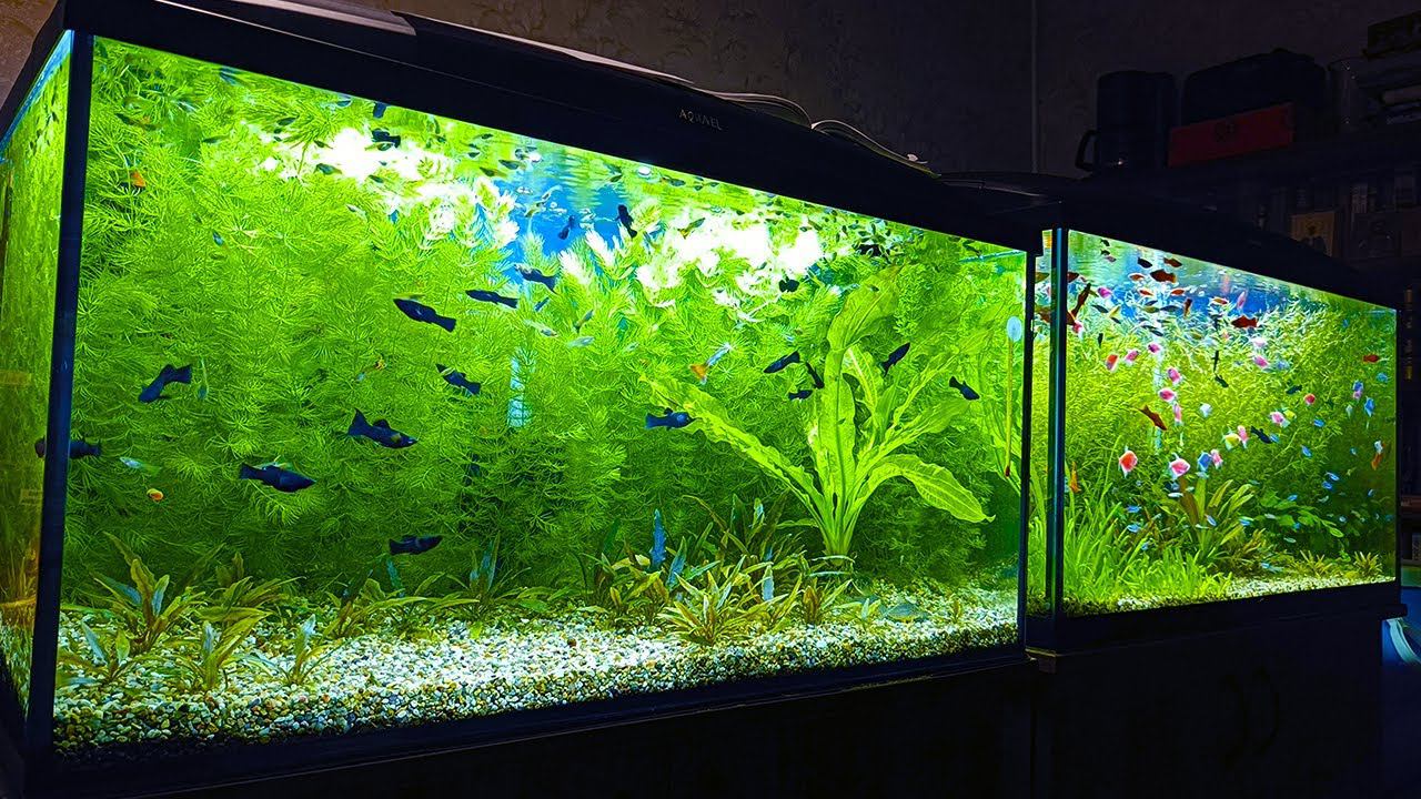 Обзор всех аквариумов на разводне 4К смотреть онлайн