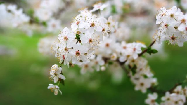 Gentle Music That Calms The Nervous System And Pleases The Soul- Forget All Your Stress And Concern смотреть онлайн