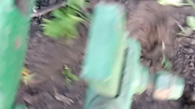 без адаптерная прополка потсолнечника тяж. мотоблоком. смотреть онлайн