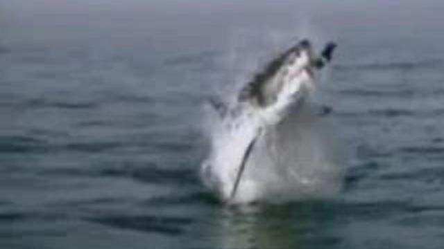 Акула-естественный отбор смотреть онлайн