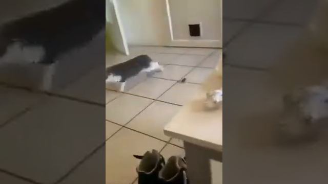 Откуда появляются мыши в доме смотреть онлайн