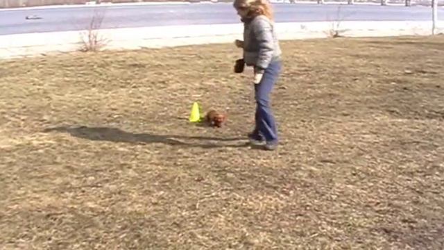 Obedience тренировка - такса