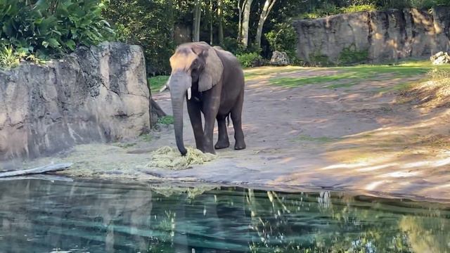 A WILD Animal Kingdom Adventure | Jambo House & Kidani Savanna plus Sanaa! смотреть онлайн
