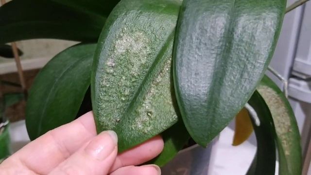 Проблемы с листьями фаленопсиса.Причины появления пятен на листьях орхидей..mp4 смотреть онлайн