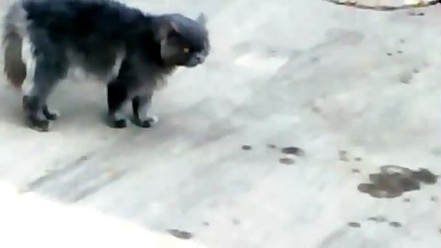опасный кот)))))))))) смотреть онлайн