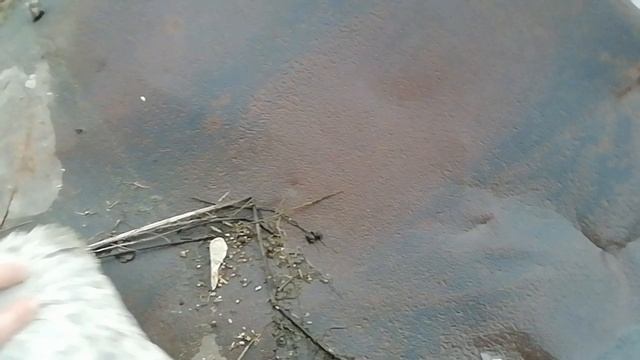 Поиск насекомых. 2 серия. Нашли тритона после дождя. смотреть онлайн