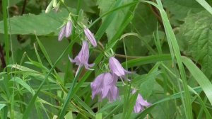 От спазма сосудов головного мозга   Настрои академика Сытина Г.Н.