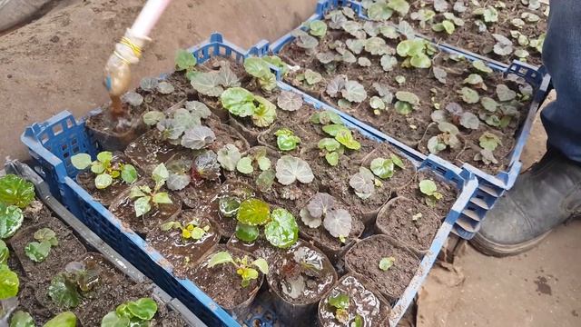 СЕКРЕТНАЯ ПОДКОРМКА ПЕТУНИИ для РОСТА рассады ПОМИДОР и ПЕРЦА  чем подкормить томаты перец удобрени