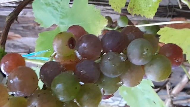Виноград который плохо зреет каждый сезон !!! Один путь прививка. смотреть онлайн