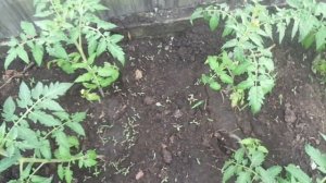 КАК НУЖНО ПОЛИВАТЬ ТОМАТЫ В ОТКРЫТОМ ГРУНТЕ? Ольга Чернова.