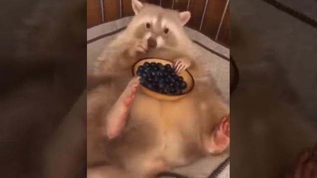 Енотик кушает ягоды смотреть онлайн