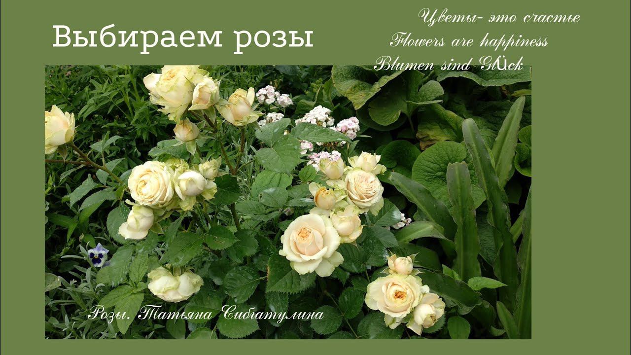 Розы. Новые сорта роз в саду - как выбрать розы. смотреть онлайн
