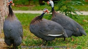 Цесарки: как отличить самку от самца