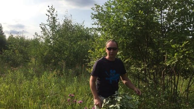 Правильная заготовка веников для коз (ива, рябина, береза, осина, дуб), лучшее лакомство зимой. смотреть онлайн