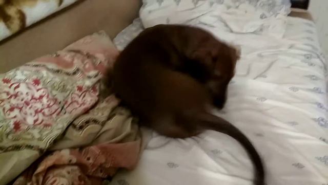 Такса играет с апельсиновой коркой смотреть онлайн