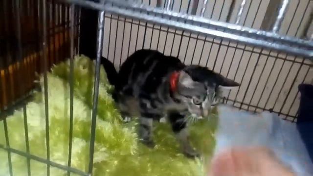 Нашли котёнка в красном ошейнике. Ищем хозяина! смотреть онлайн