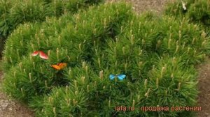 Сосна горная Пумилио (pinus mugo pumilio) ? сосна Пумилио обзор: как сажать саженцы сосны Пумилио