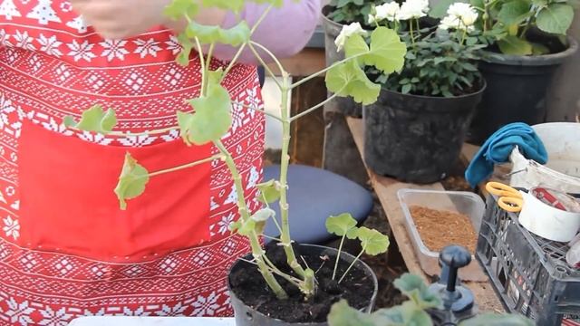 Как Подарить Герани Жизнь. Герань Уход и Размножение. Черенкование Герани. смотреть онлайн