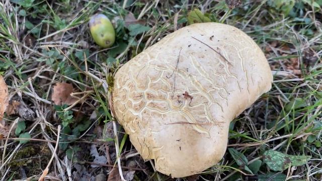 Caloboletus Radicans (Боровик коренящийся), August 22, 2020.