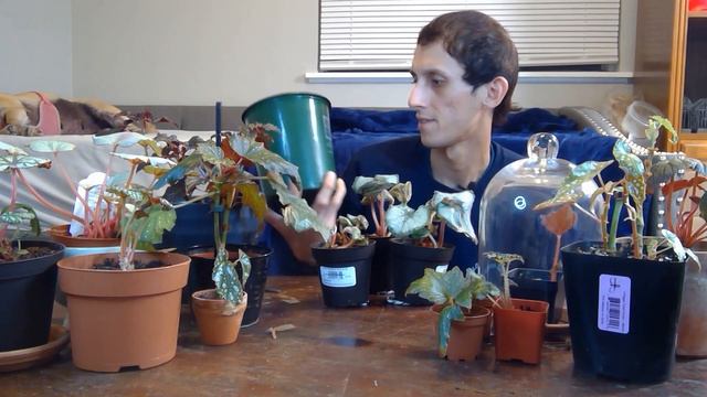 Plant Care Tuesday: All About Begonias (Care + Rescue Sp. Escargot) смотреть онлайн
