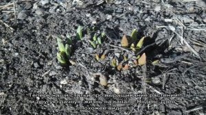 Шток-роза — посадка, выращивание и уход