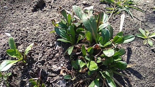 Какие многолетники из семян стоит выращивать. смотреть онлайн