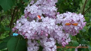 Сирень обыкновенная Гортензия (gortenziya) ? обзор: как сажать, саженцы сирени Гортензия