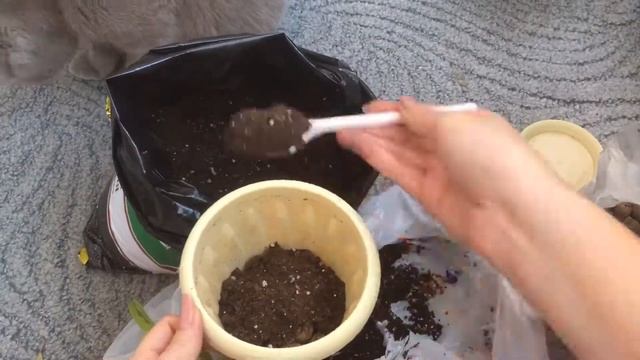 Фикус Али Амстел Грин Голд. Али вариегатный. Пересадка смотреть онлайн