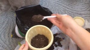 Фикус Али Амстел Грин Голд. Али вариегатный. Пересадка