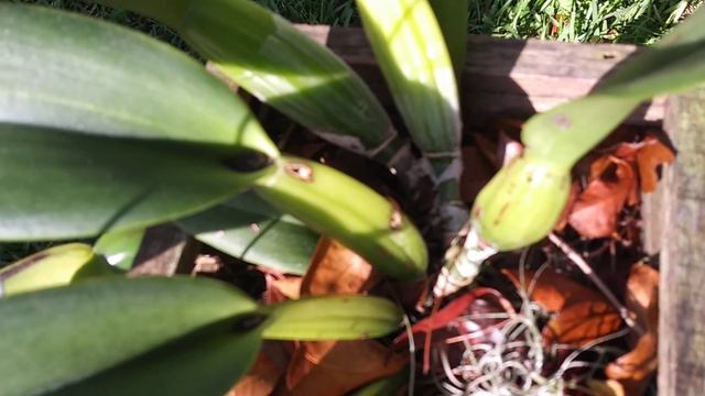 Mi Cattleya Necesita Ayuda 😕.. смотреть онлайн