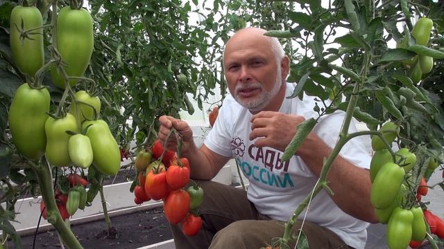 Томат «Калабрези». Непременно посадите этот томат года! смотреть онлайн