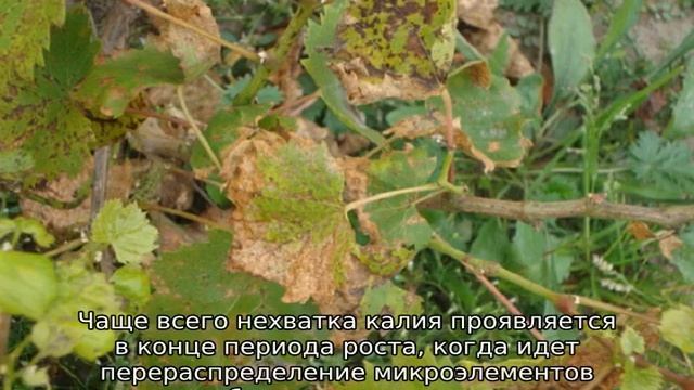 Почему скручиваются листья у винограда, что делать смотреть онлайн